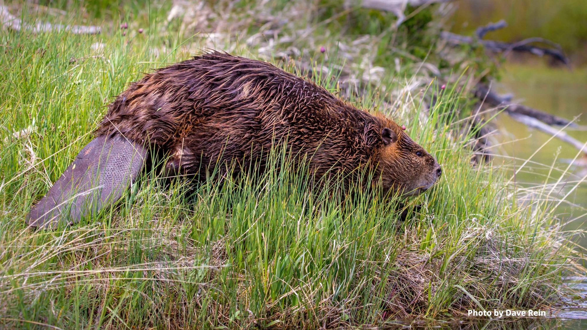 The Beaver Believers-A film about the bucktooth engineers that sculpted ...