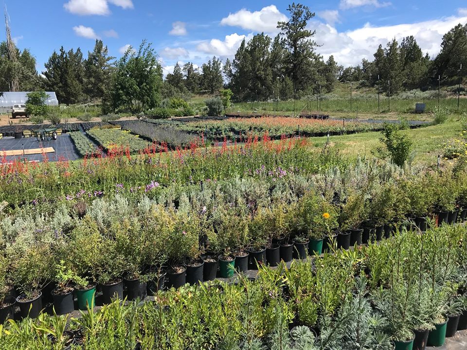 Native Plant Sale 2020 Annual Event The Environmental