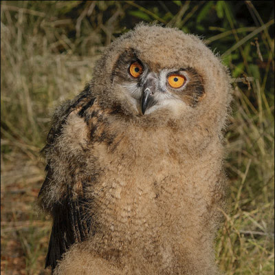 baby eurasian eagle owl