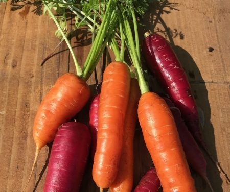 freshly harvested rainbow carrots