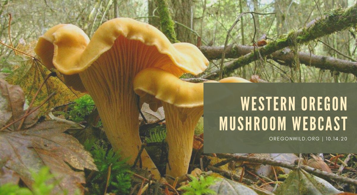 cast Western Oregon Mushrooms The Environmental Center