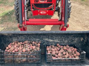 Freshly harvested red and purple potatoes from Sakari Farm