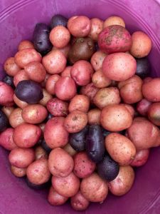 Freshly harvested red and purple potatoes.
