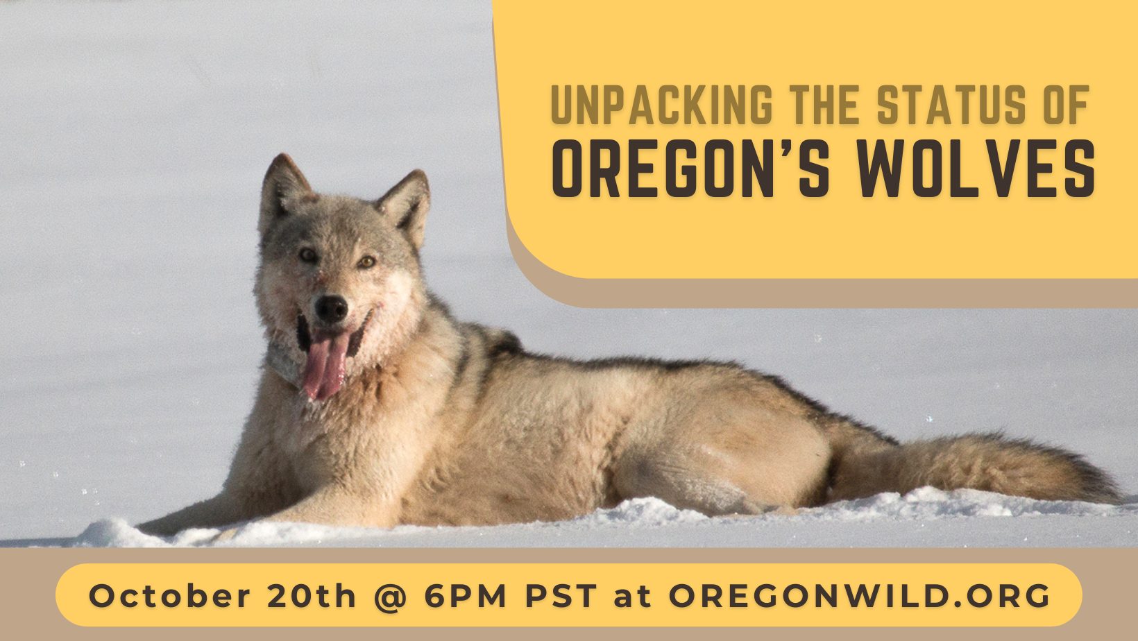 Unpacking the Status of Oregon's Wolves The Environmental Center