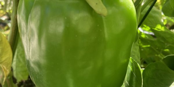 A green pepper grown in a school demonstration garden