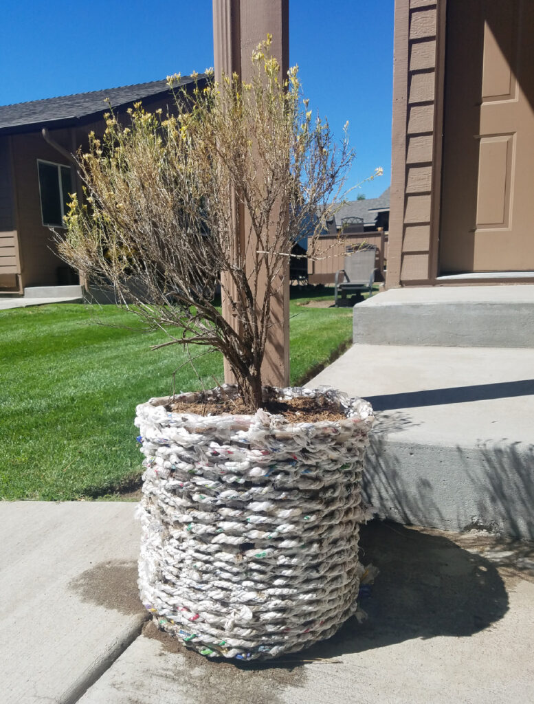 A plant outside in a large pot made from plastic bags.