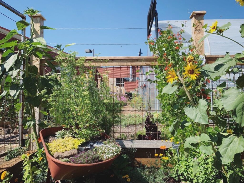 Sunflowers and other outdoor plants in a small outdoor garden