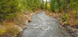 whychus creek running between lush green forest