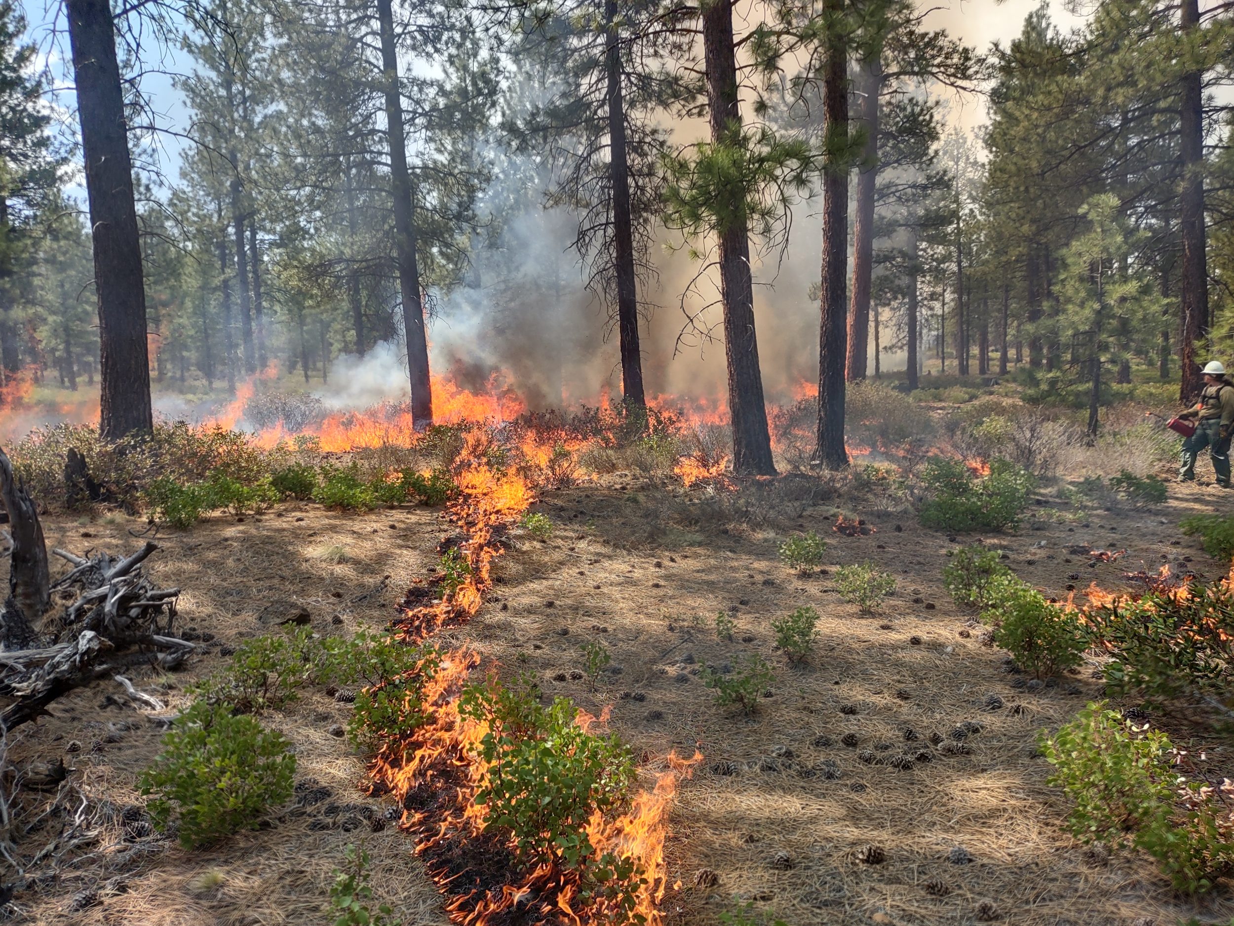 fire burns in a prescribed burn in an open stand of deschutes national forest