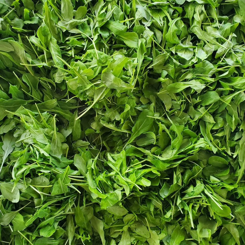 A large amount of bright green fresh loose-leaf arugula