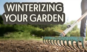 someone raking soil with "winterizing your garden" written over it