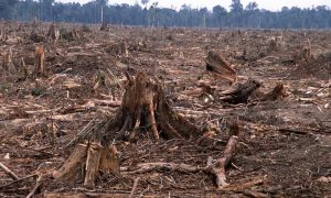 tree stumps in a deforested field
