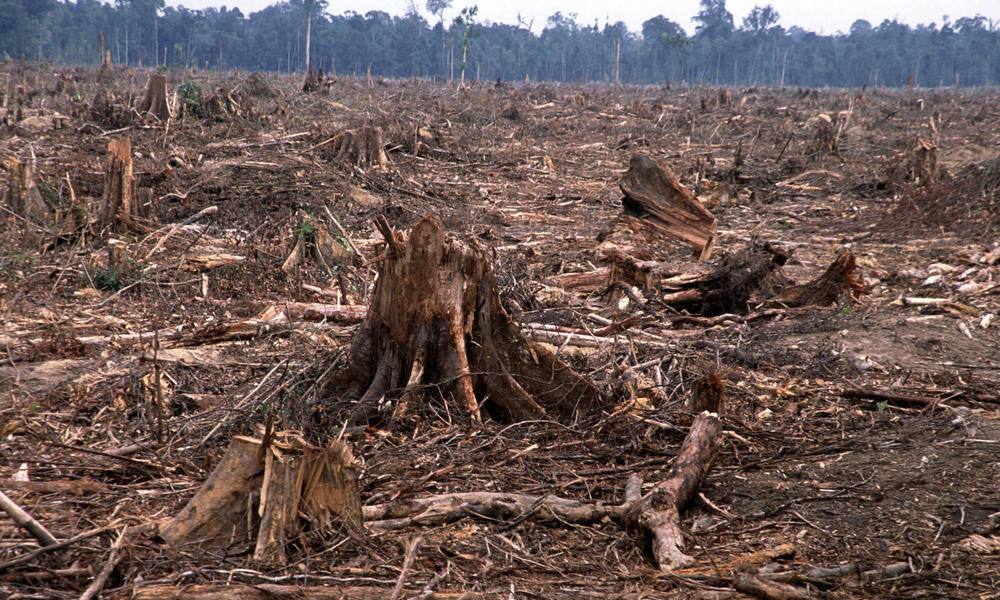 tree stumps in a deforested field