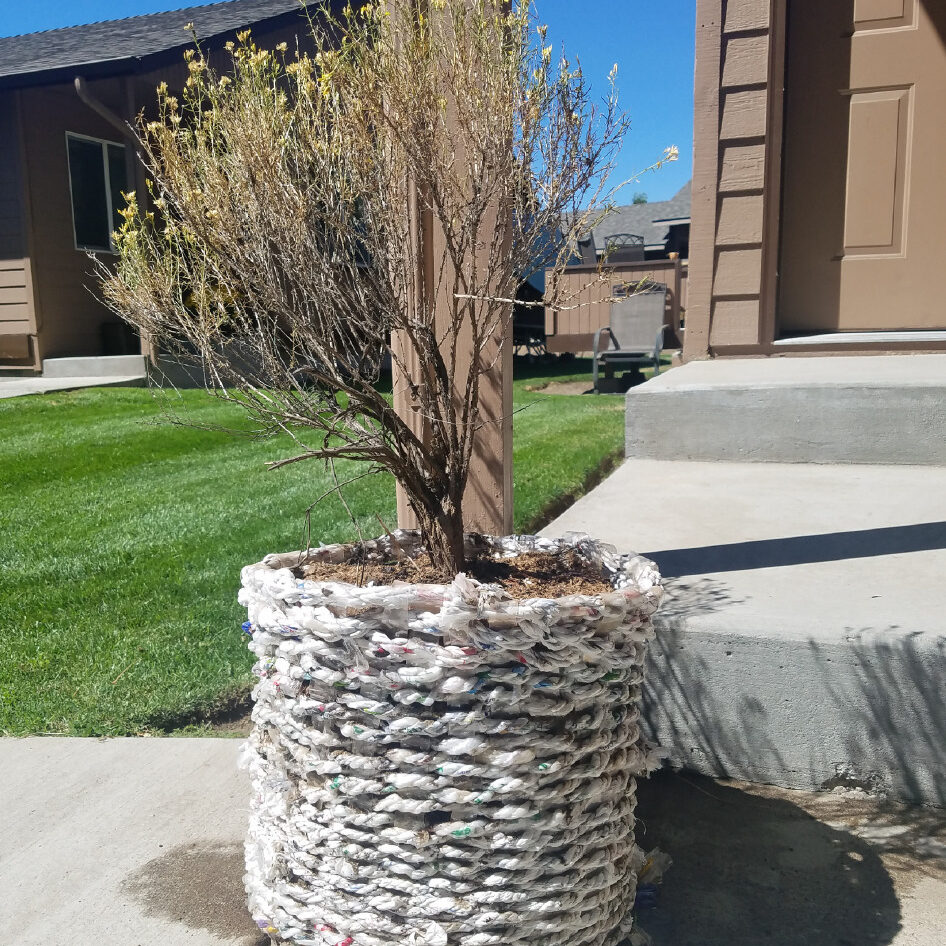 A plant outside in a large pot made from plastic bags.